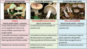 Raccolta-funghi-consigli-Asl-savonese