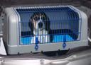 trasporto-cani-sito-polizia-di-stato.jpg